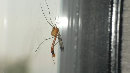 Réf. 323 489 : Leptomorphus walkeri